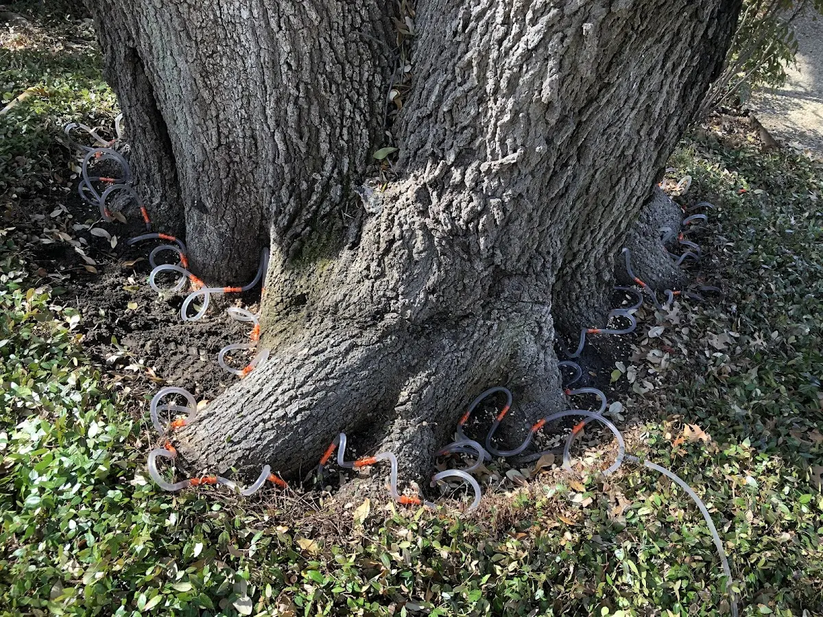 Detailed Tree Cabling and Bracing job site in Custer City
