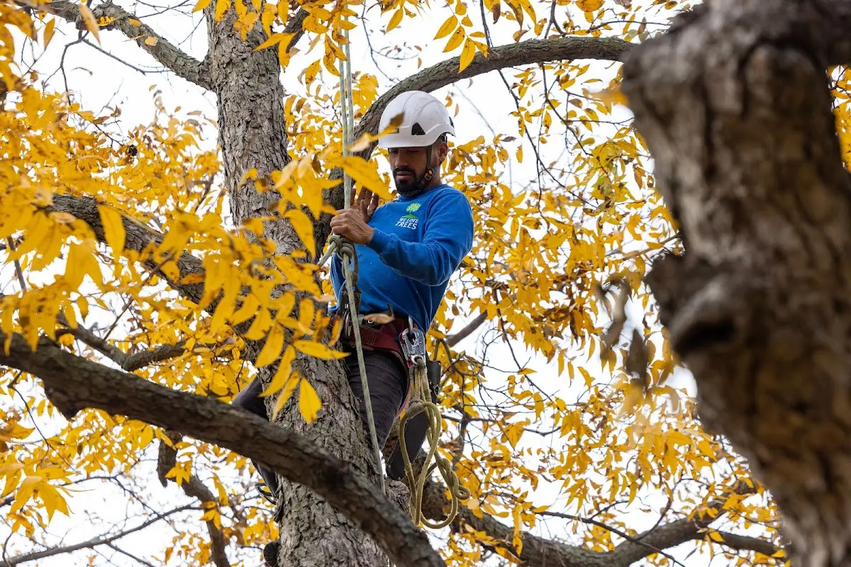 Skilled Storm Damage Cleanup crew working in Custer City